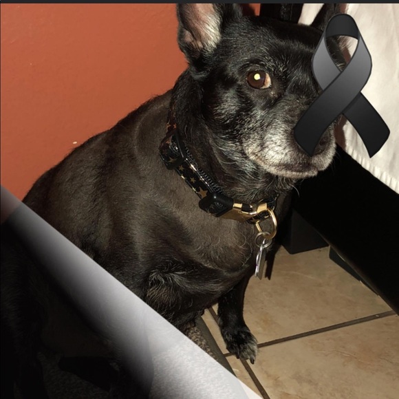 Cookie 😍🥰😭 - Picture 1 of 2